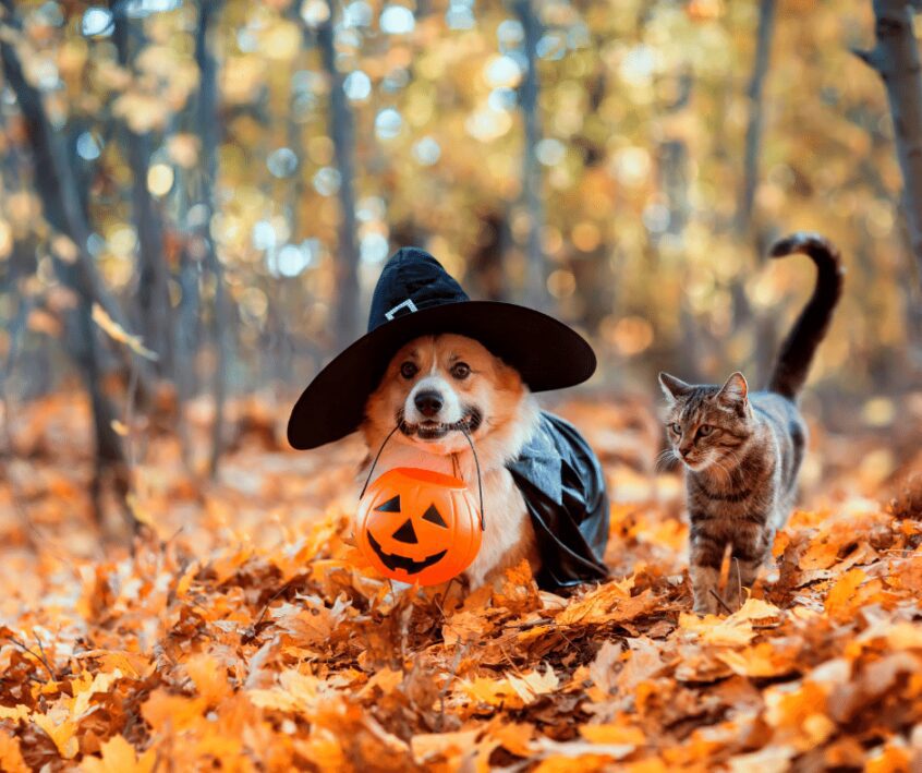 Image of dog and cat dressed up for Halloween